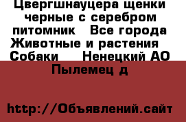 Цвергшнауцера щенки черные с серебром питомник - Все города Животные и растения » Собаки   . Ненецкий АО,Пылемец д.